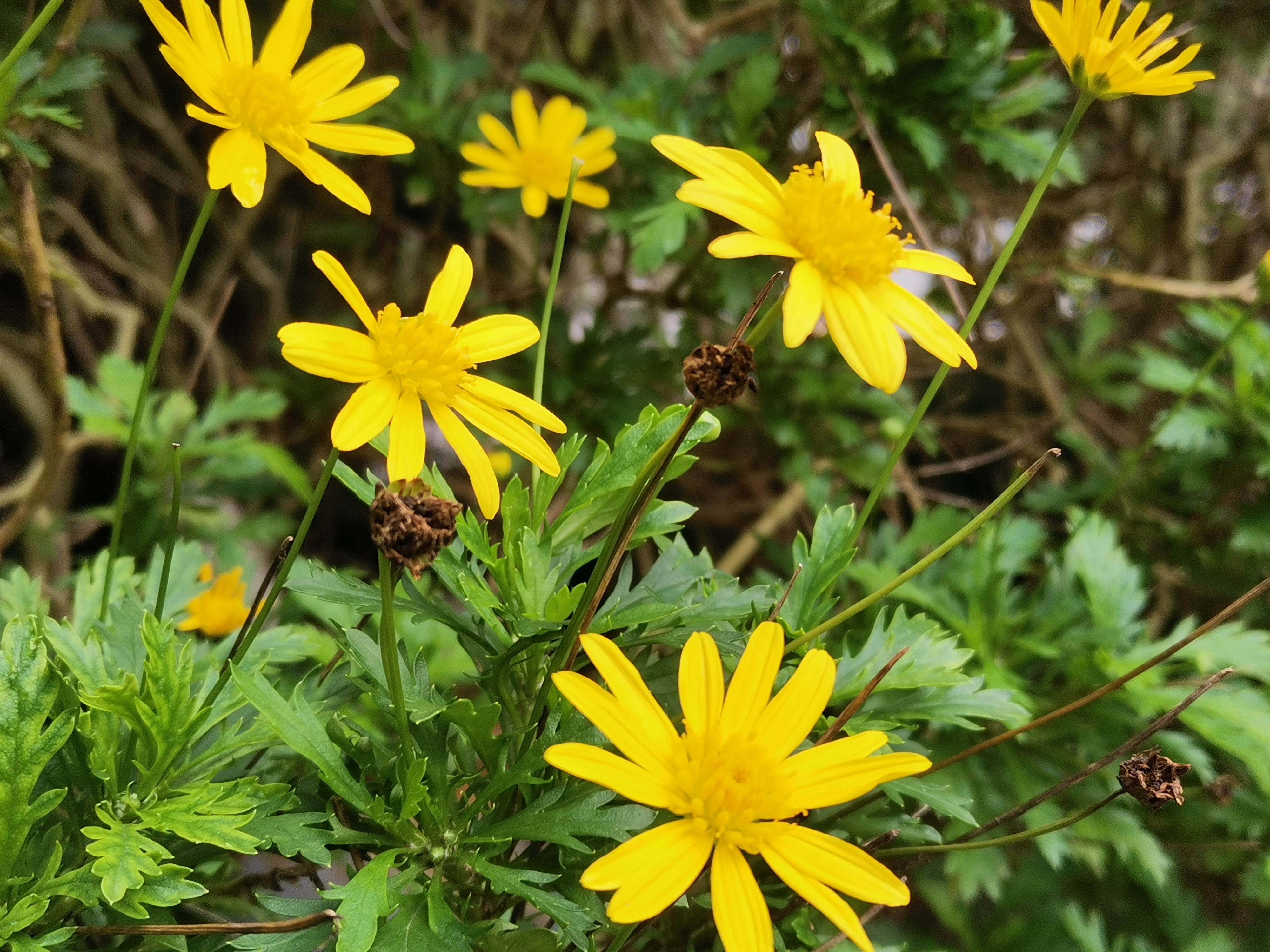    木春菊